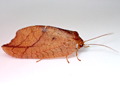 Drepanepteryx phalaenoides